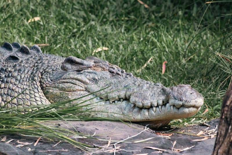 filler-crocodile-02