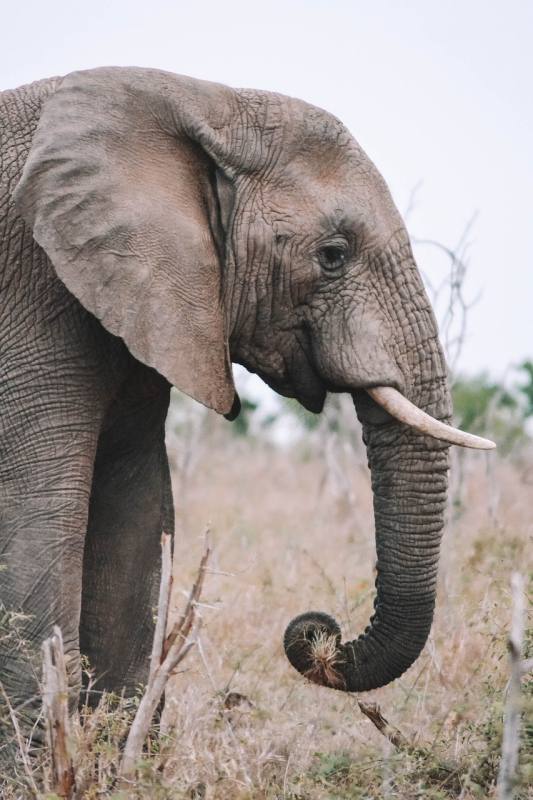 filler-elephant-01