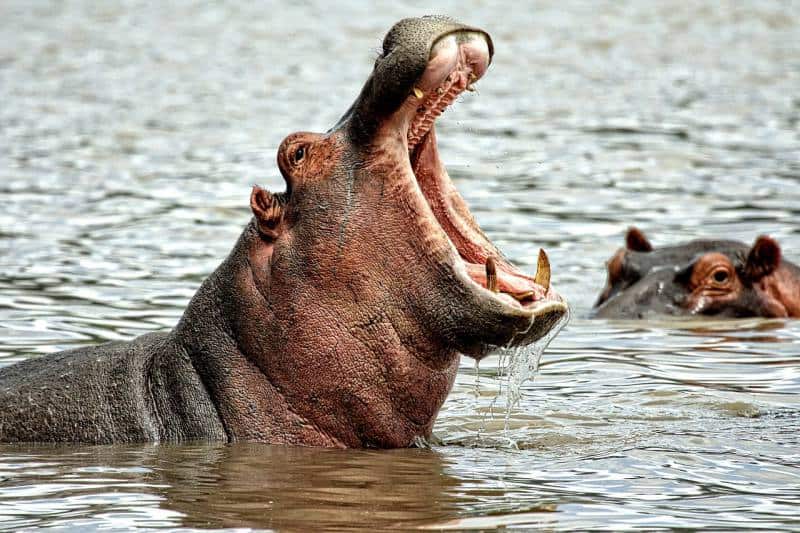 filler-hippo-01