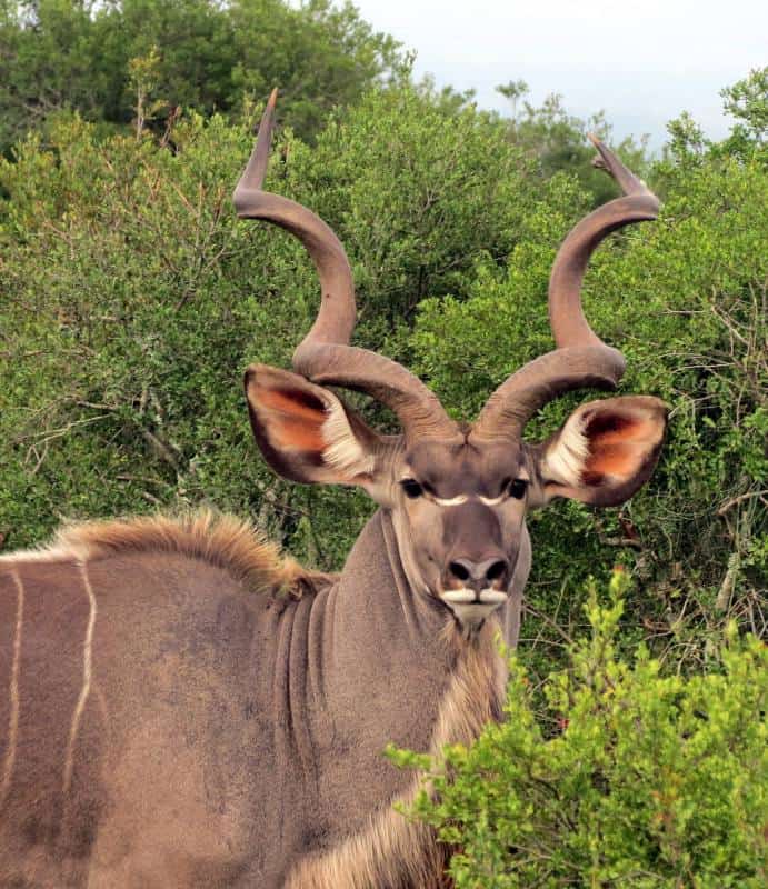 filler-kudu-01