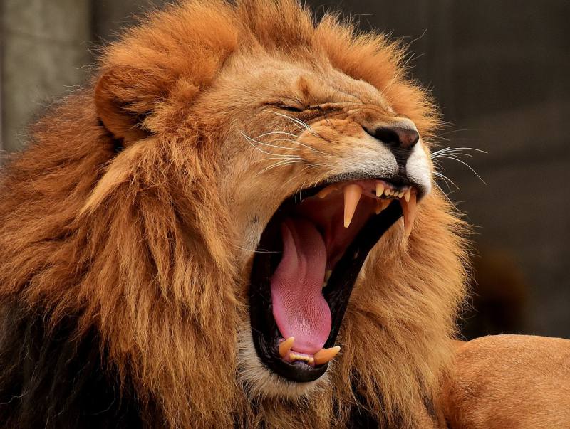 filler-lion-02